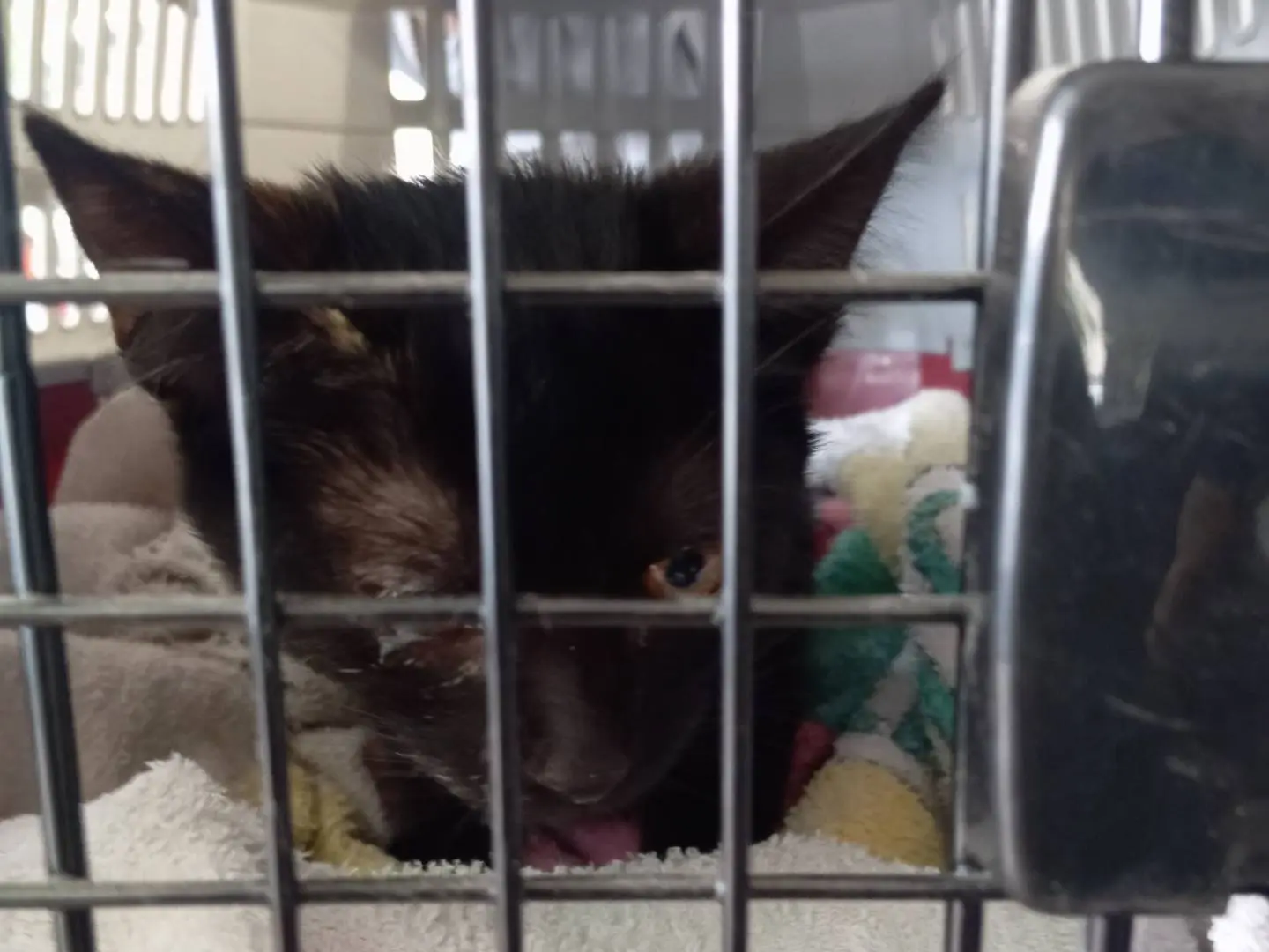 Adozione gatto, femmina, Razza sconosciuta Razza sconosciuta, 2 mesi, taglia non valida, Viterbo