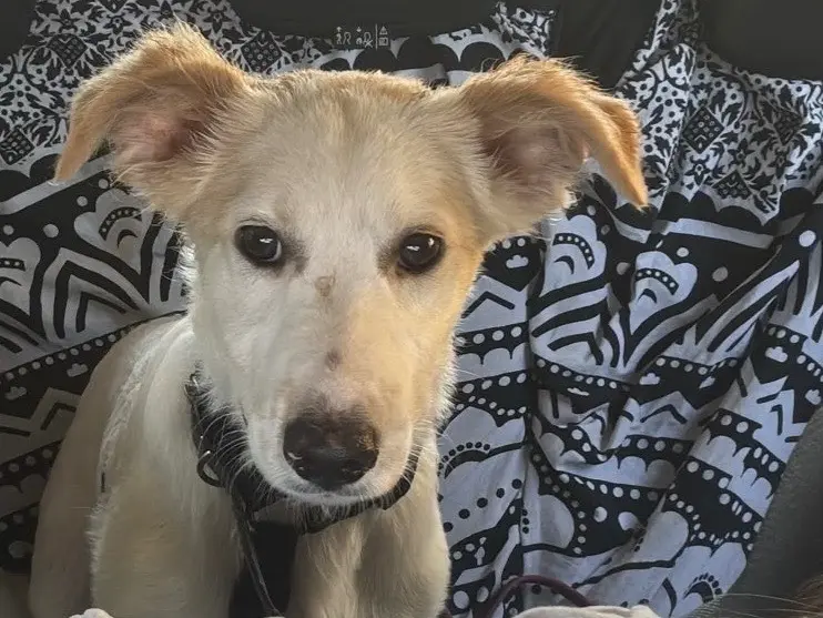 Adotta un cane, maschio, 9 mesi, Milano