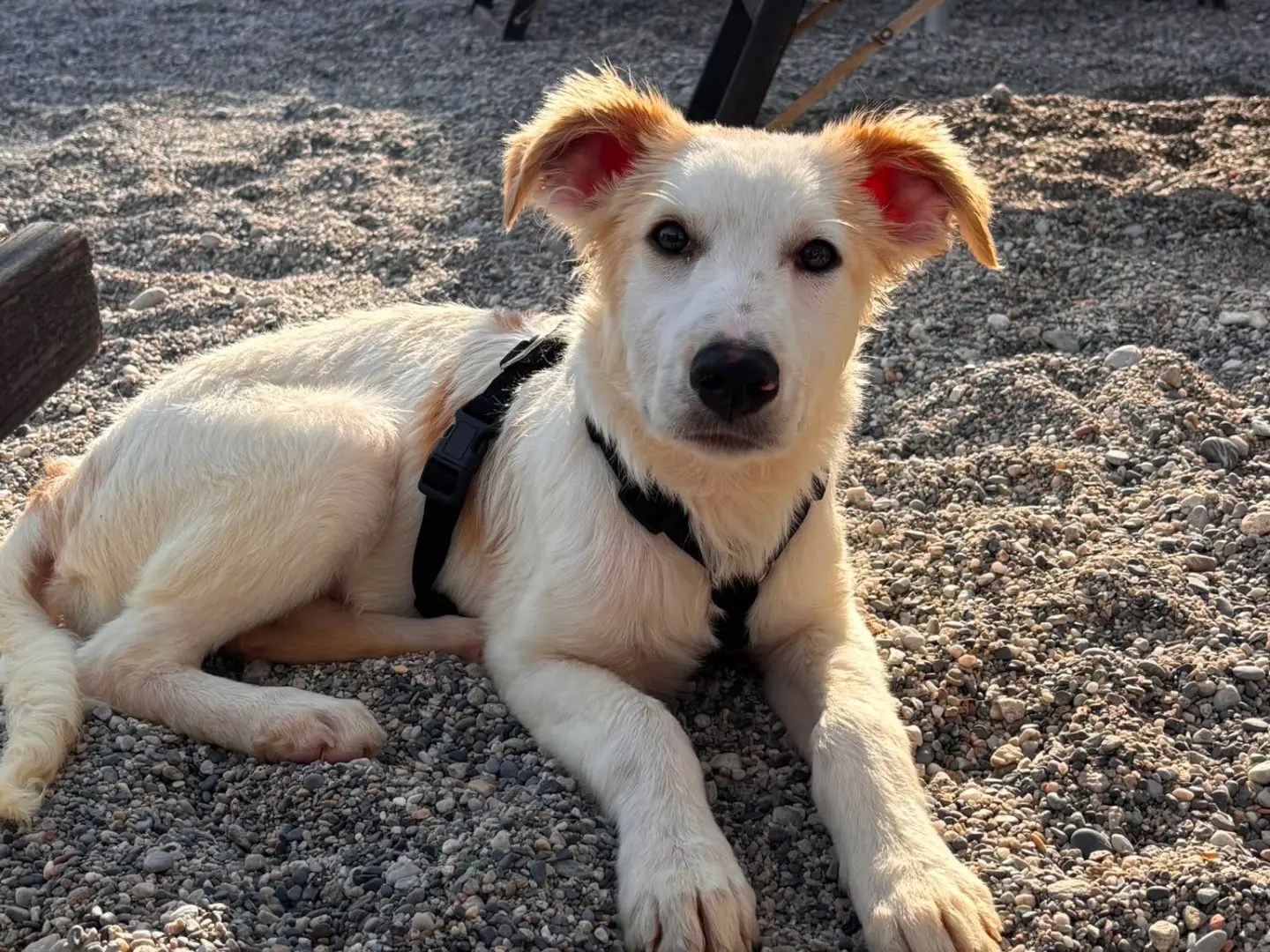 Adozione cane, maschio, Razza sconosciuta Razza sconosciuta, 9 mesi, taglia media, Milano