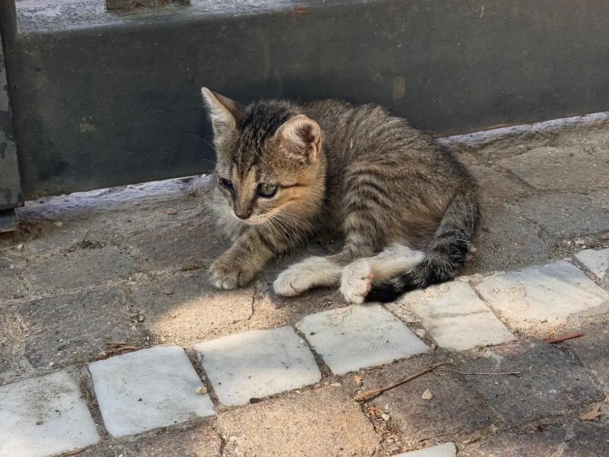 Foto 2 dell'animale