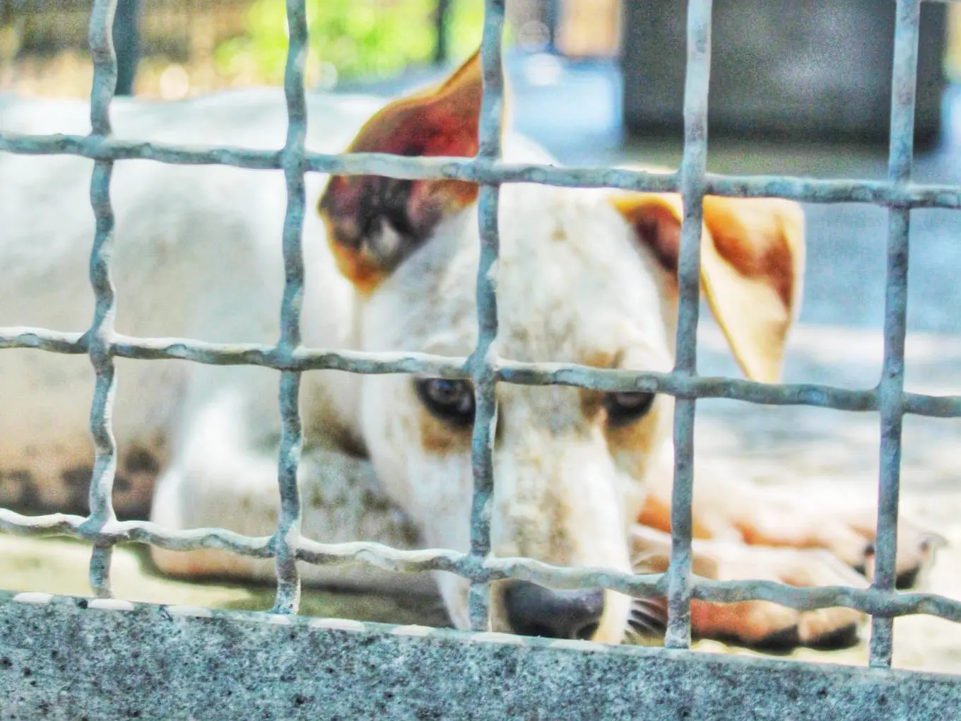 Adotta un cane, maschio, 5 mesi, Cosenza