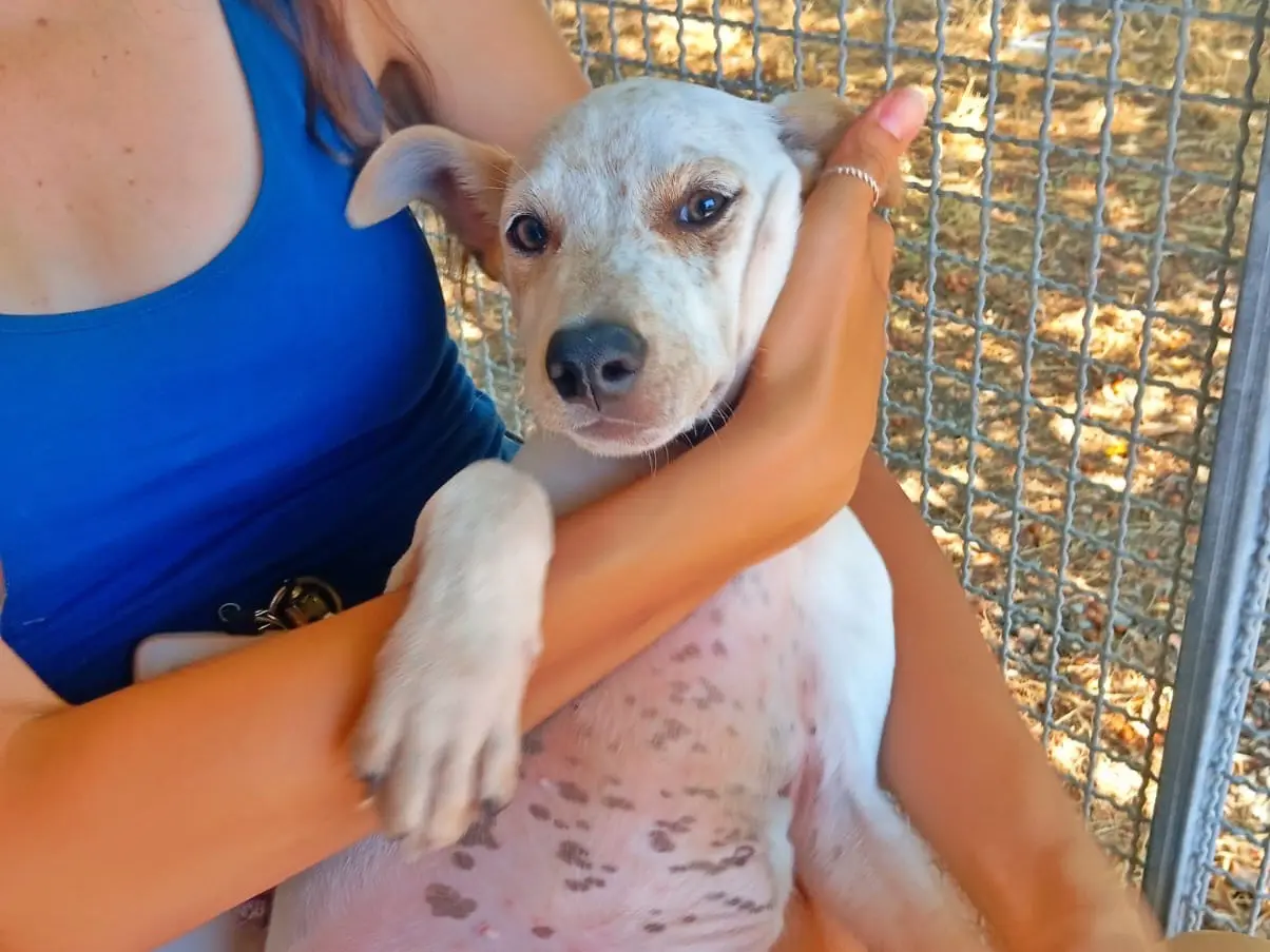 Adozione cane, maschio, Razza sconosciuta Razza sconosciuta, 5 mesi, taglia media, Cosenza