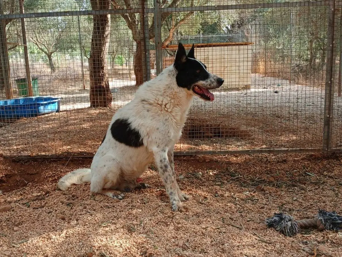 Adotta un cane, maschio, 9 anni e 4 mesi, Taranto