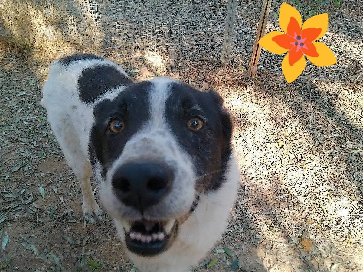 Adozione cane, maschio, Border Collie Razza sconosciuta, 9 anni e 4 mesi, taglia media, Taranto
