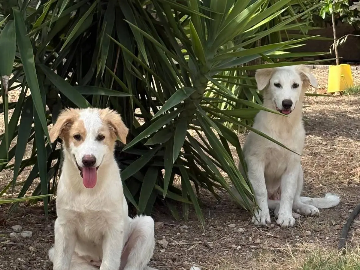 Vuoi adottare un cane a Bari?