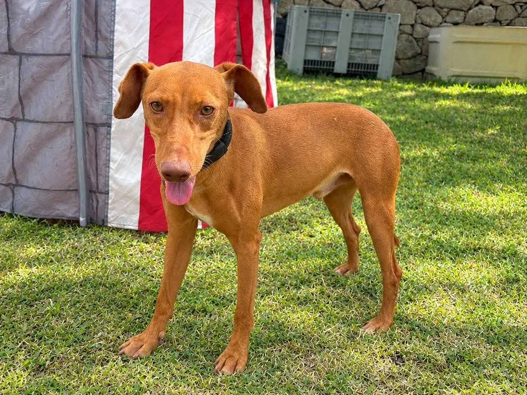 Adozione cane, maschio, Razza sconosciuta Razza sconosciuta, 1 anno e 4 mesi, taglia media contenuta, Siracusa