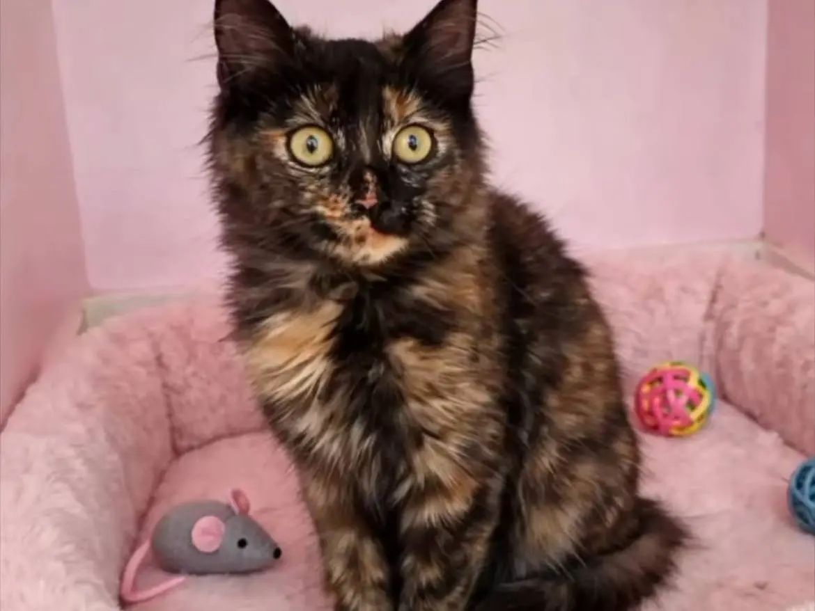 Adozione gatto, femmina, Razza sconosciuta Razza sconosciuta, 3 mesi, taglia non valida, Terni
