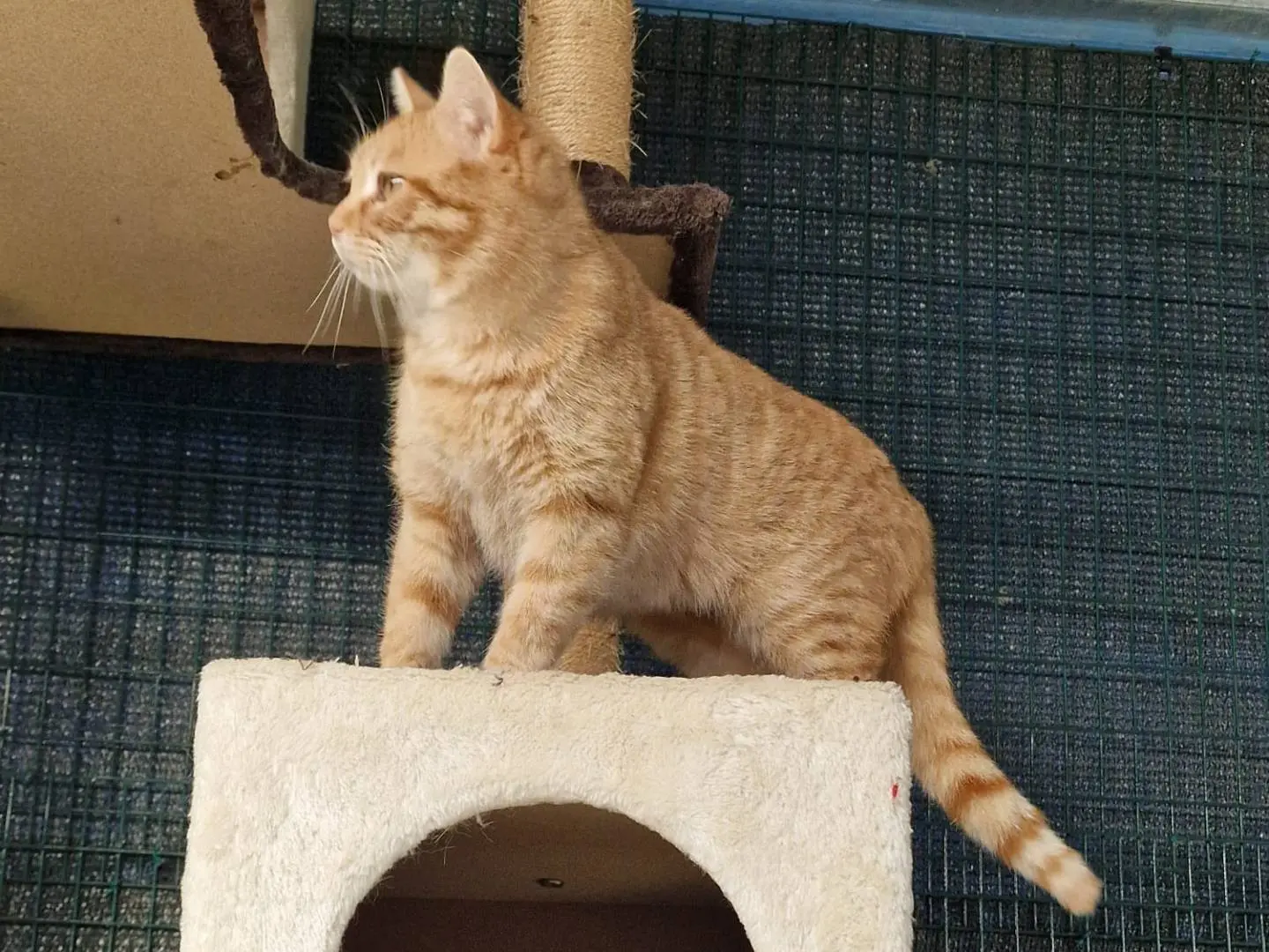 Vuoi adottare un gatto a Ravenna?