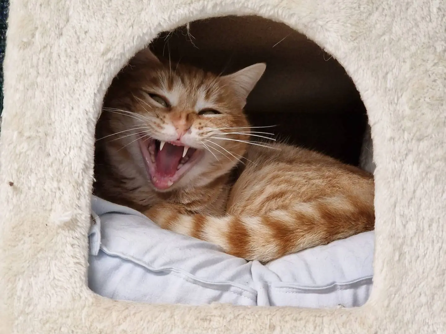 Adozione gatto, femmina, Razza sconosciuta Razza sconosciuta, 2 anni e 9 mesi, taglia non valida, Ravenna
