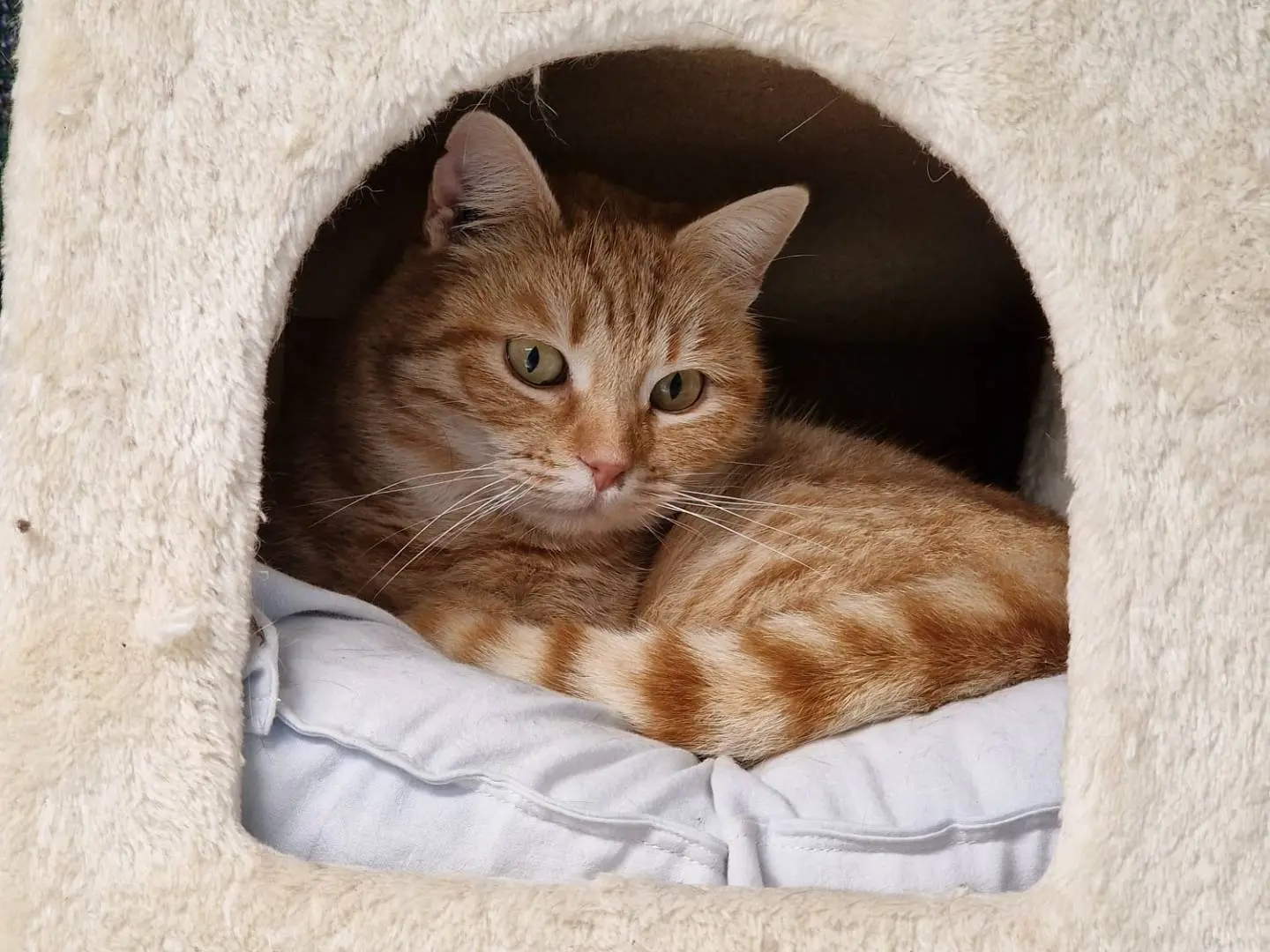 Adotta un gatto, femmina, 2 anni e 9 mesi, Ravenna