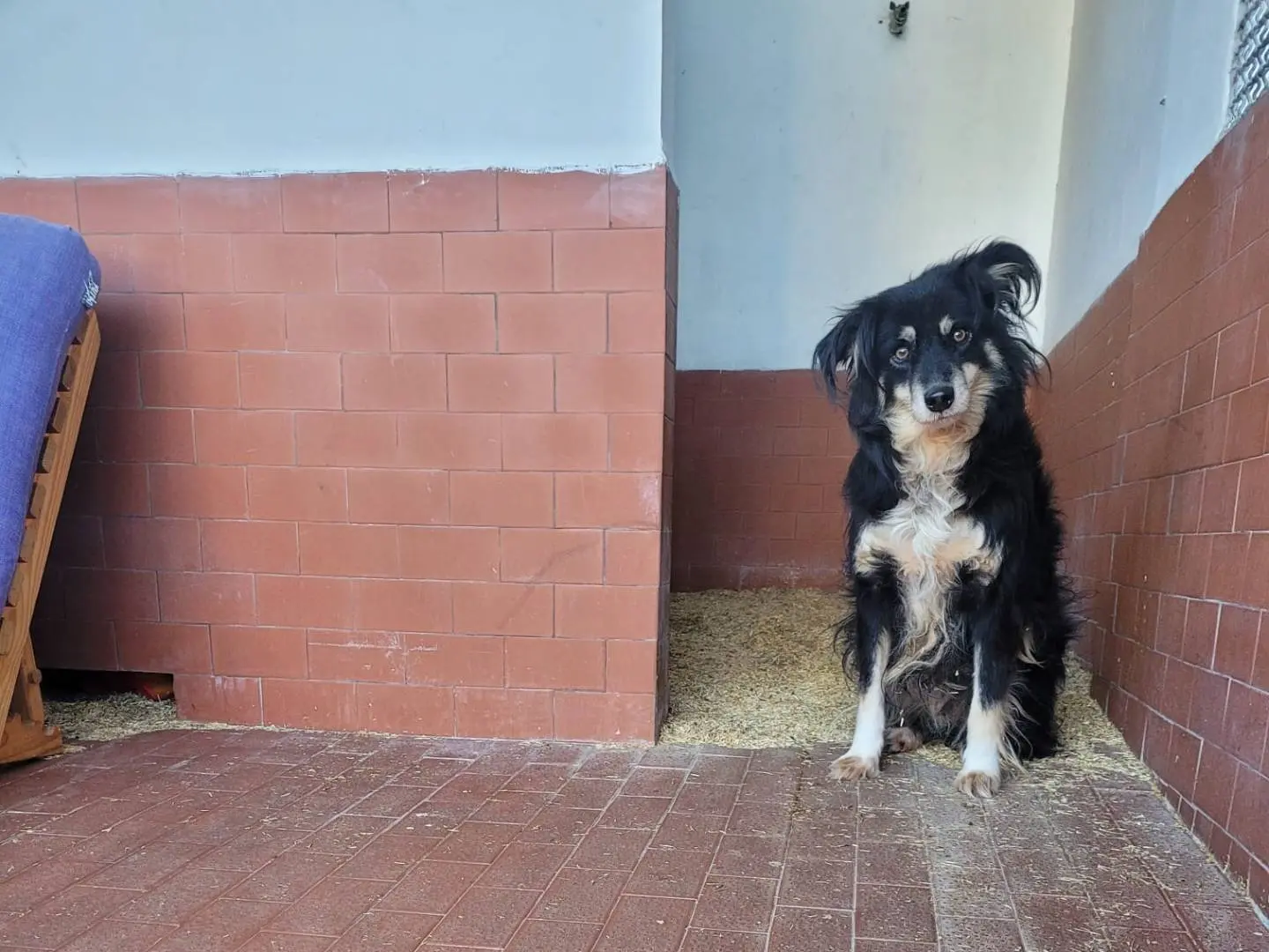 Adotta un cane, femmina, 5 anni e 3 mesi, Milano