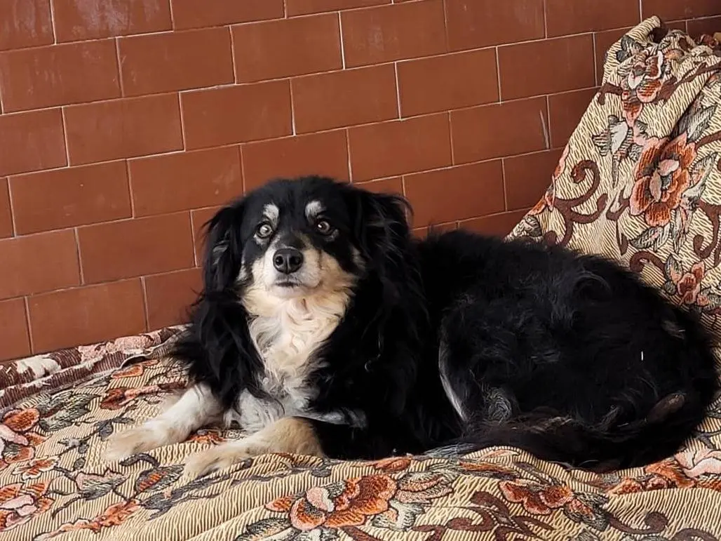 Adozione cane, femmina, Razza sconosciuta Razza sconosciuta, 5 anni e 3 mesi, taglia media contenuta, Milano