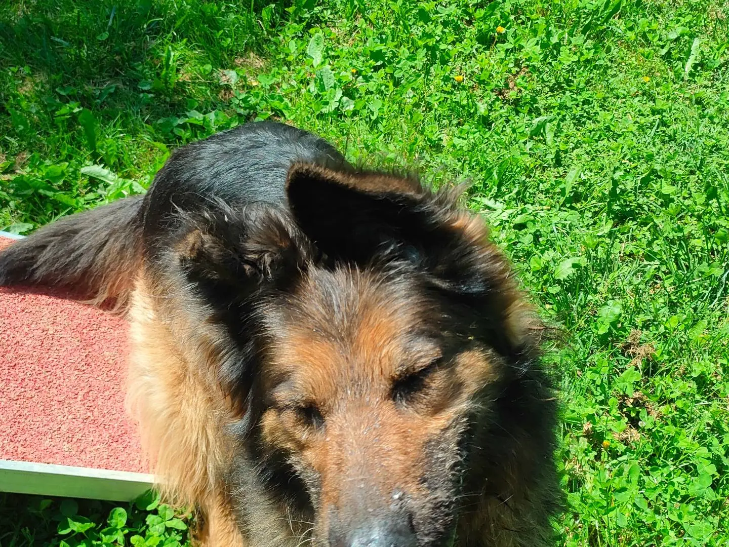 Vuoi adottare un cane a Cuneo?