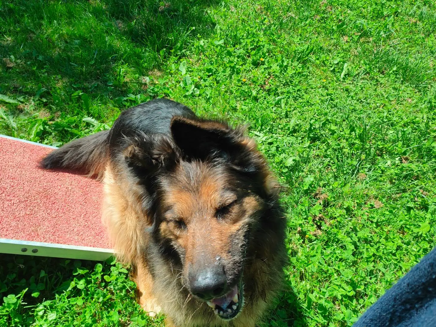 Adotta il cane Leda a Cuneo