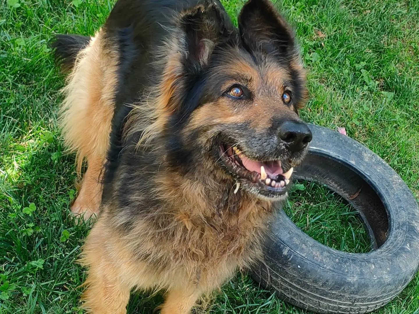 Adotta un cane, taglia grande, femmina, Cuneo