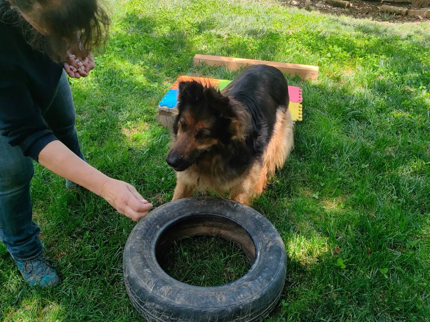 Adotta un cane, femmina, 13 anni e 9 mesi, Cuneo