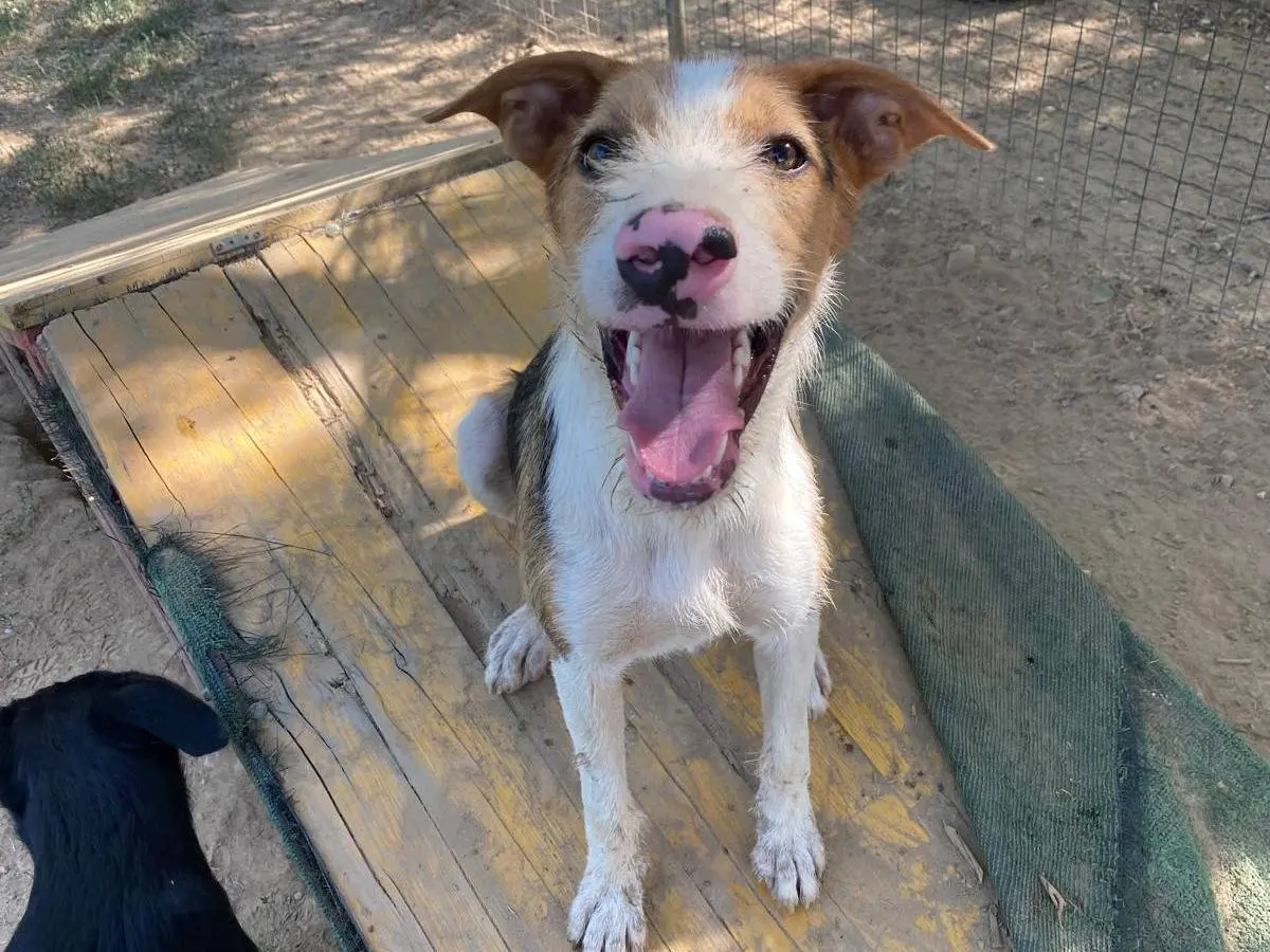 Adotta il cane Cooper a Milano
