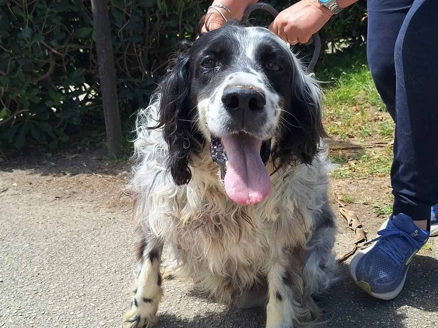 Adotta un cane, maschio, 9 anni e 4 mesi, Napoli