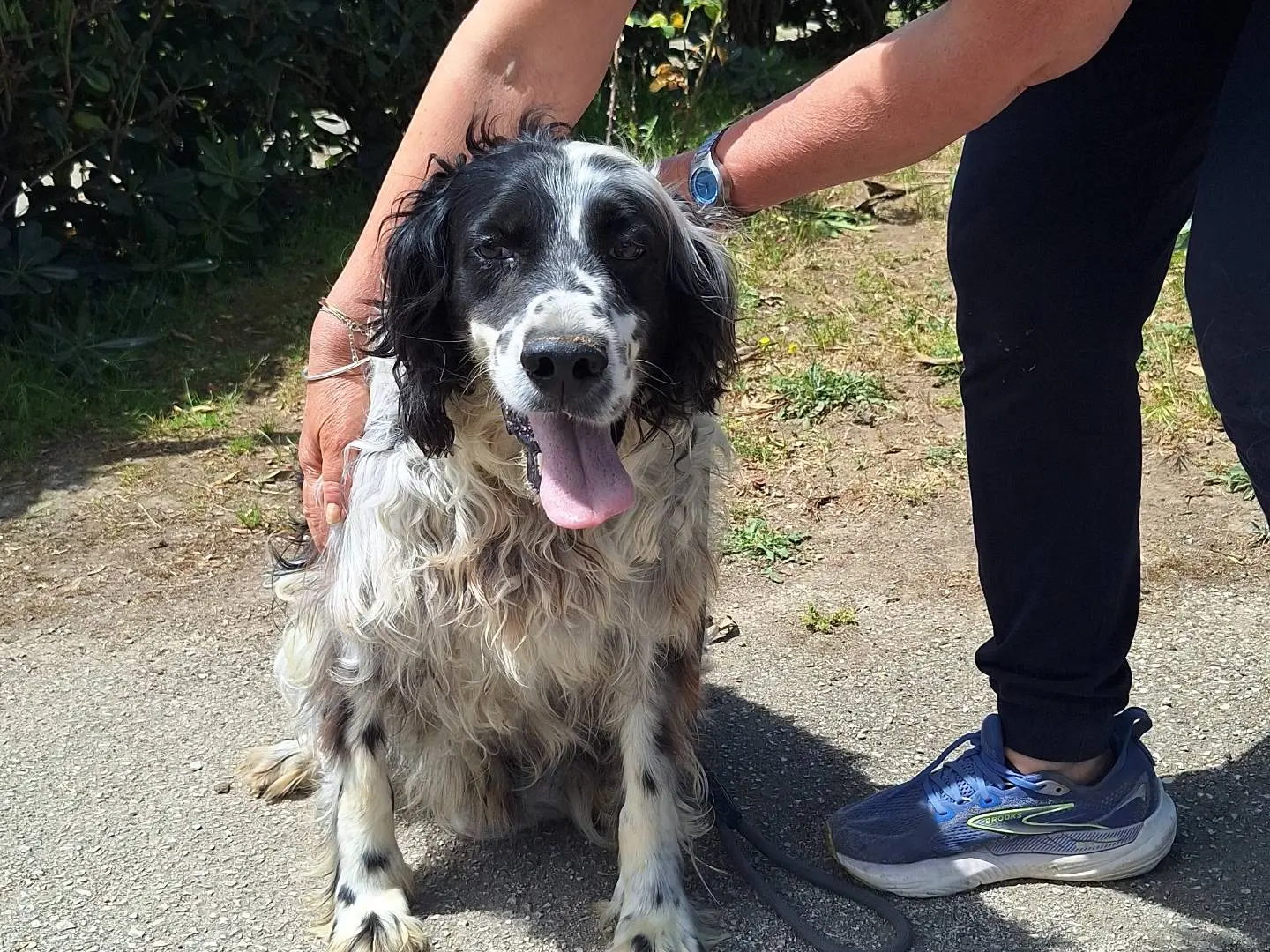 Adozione cane, maschio, Setter Inglese Razza sconosciuta, 9 anni e 4 mesi, taglia grande, Napoli