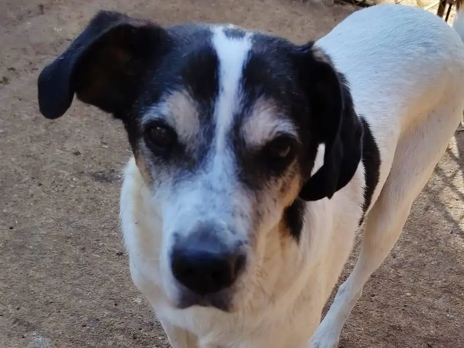 Adozione cane, maschio, Razza sconosciuta Razza sconosciuta, 8 anni e 2 mesi, taglia media contenuta, Roma