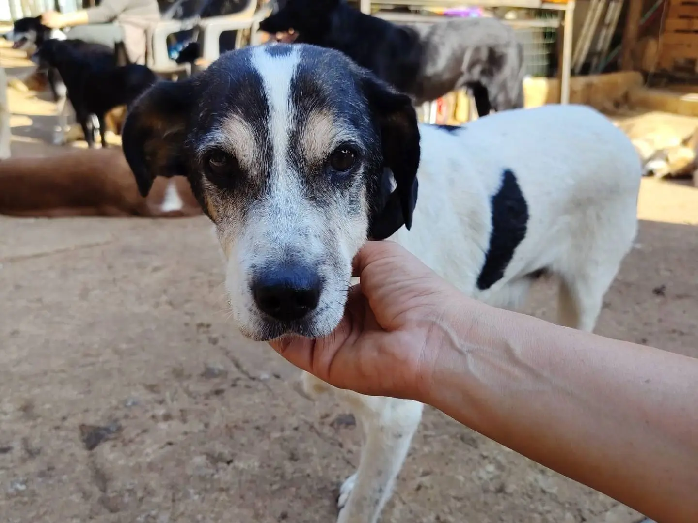 Adotta un cane, maschio, 8 anni e 2 mesi, Roma