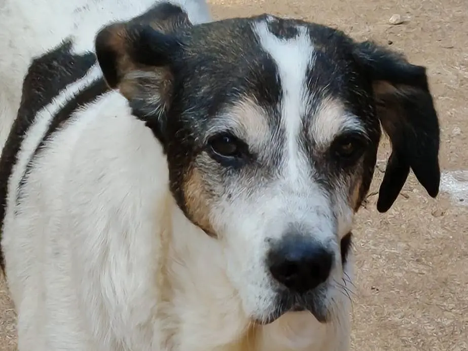 Vuoi adottare un cane a Roma?