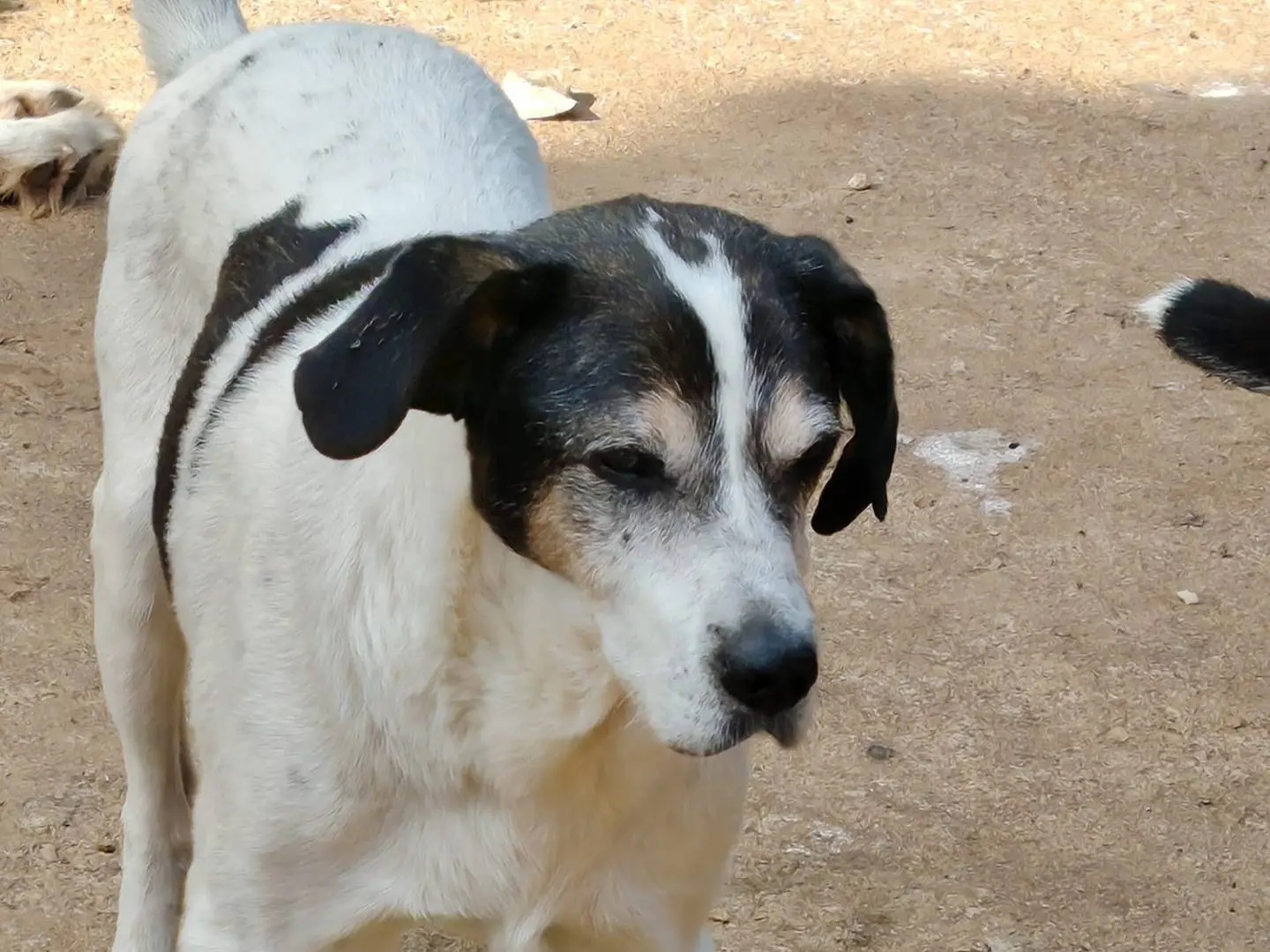 Adotta il cane Smilzo a Roma