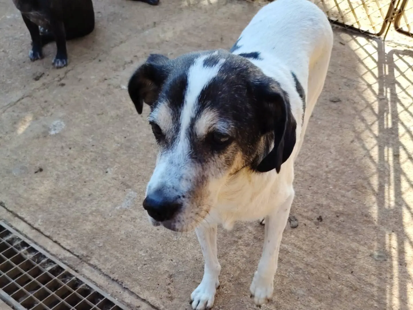 Adotta un cane, taglia media contenuta, maschio, Roma