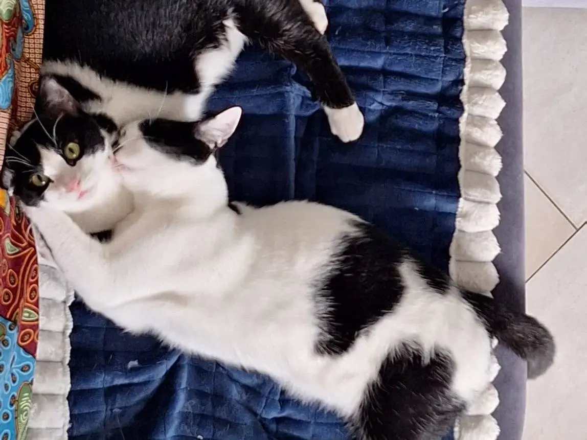 Adotta il gatto Mork a Bologna