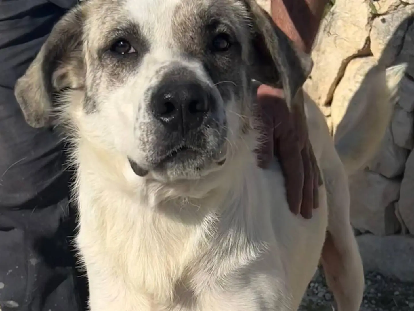 Adozione cane, maschio, Razza sconosciuta Razza sconosciuta, 1 anno, taglia gigante, Siracusa