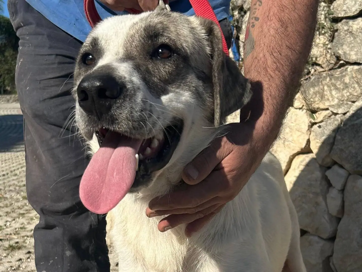 Adotta un cane, maschio, 1 anno, Siracusa