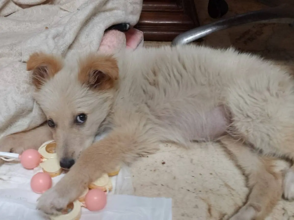 Adotta un cane, taglia media, femmina, Cosenza