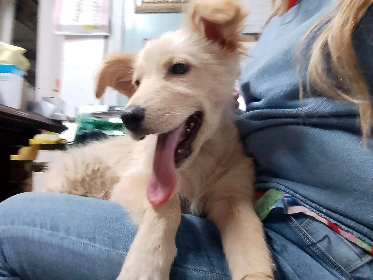 Adotta un cane, femmina, 2 anni e 8 mesi, Cosenza