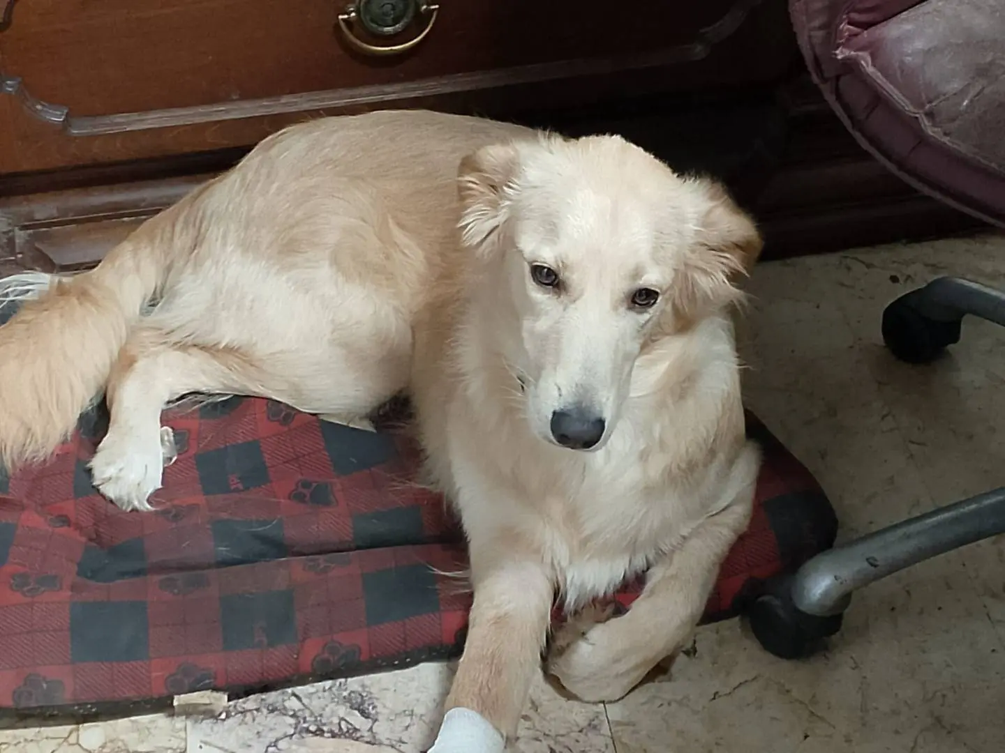 Adozione cane, femmina, Razza sconosciuta Razza sconosciuta, 2 anni e 8 mesi, taglia media, Cosenza