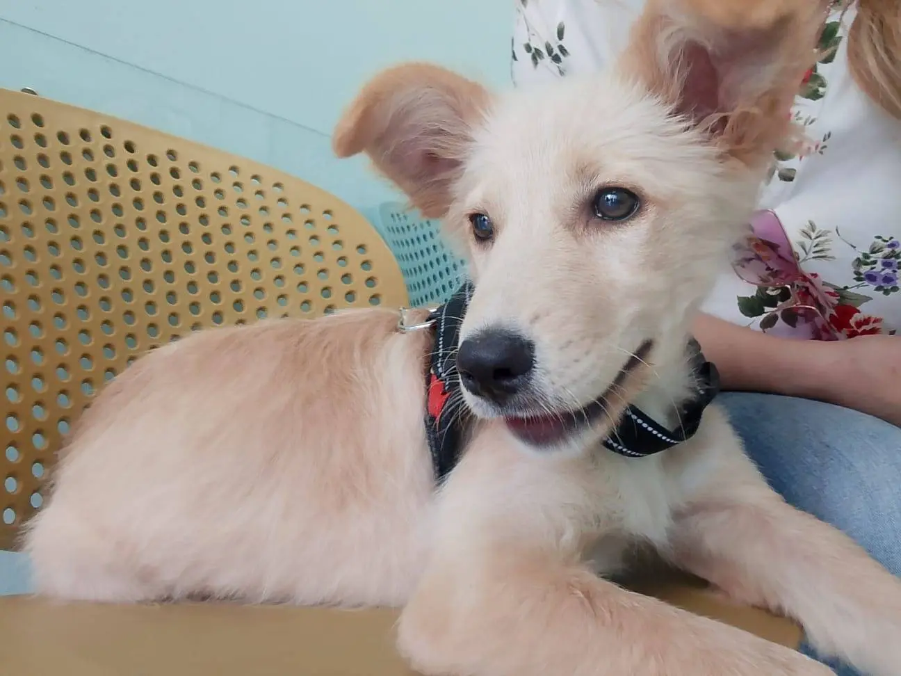 Adotta il cane KORA a Cosenza