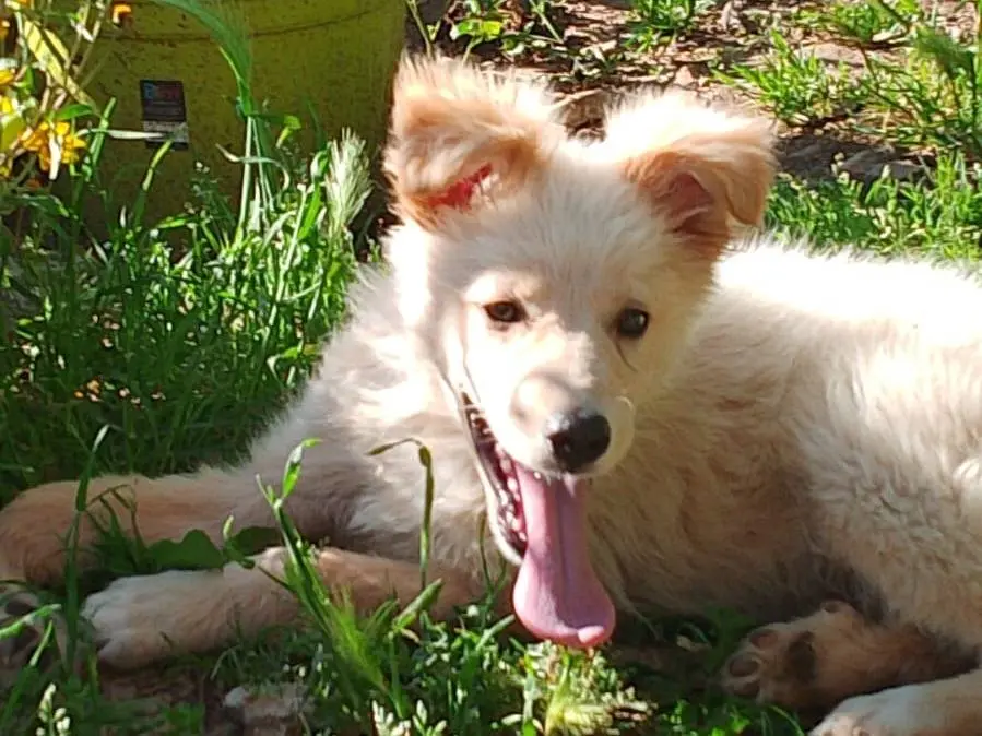 Vuoi adottare un cane a Cosenza?