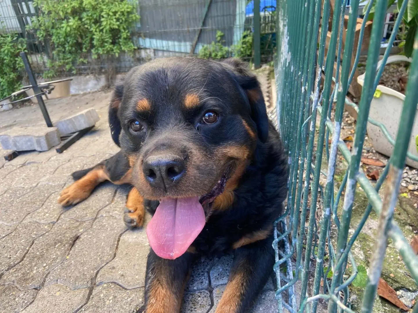 Adozione cane, maschio, Razza sconosciuta Razza sconosciuta, 12 anni, taglia grande, Varese