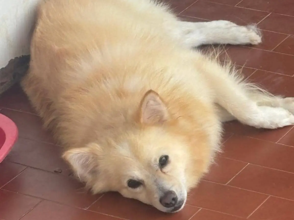 Adotta un cane, taglia piccola, maschio, Catania
