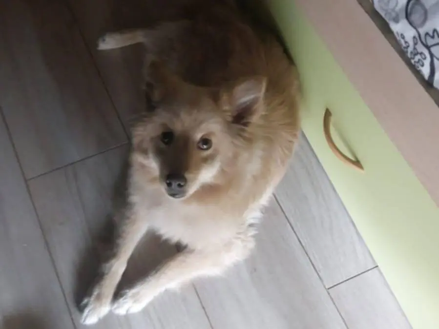 Adotta un cane, maschio, 4 anni e 3 mesi, Catania