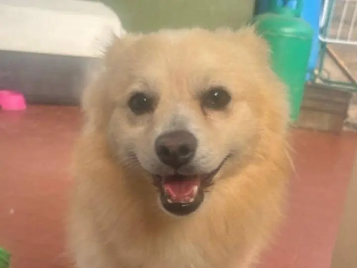 Adozione cane, maschio, Razza sconosciuta Razza sconosciuta, 4 anni e 3 mesi, taglia piccola, Catania