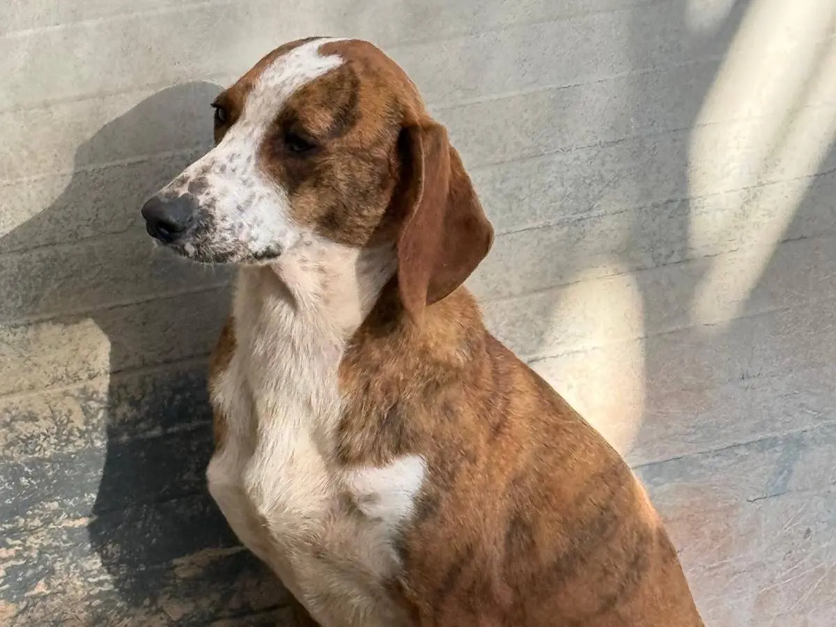Adotta il cane Stefy a Cosenza
