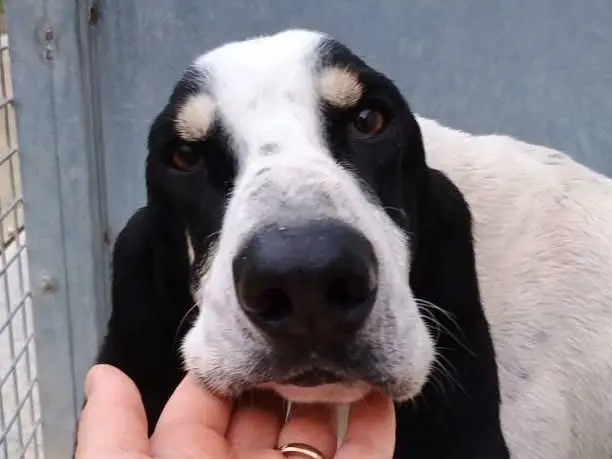 Vuoi adottare un cane a Potenza?