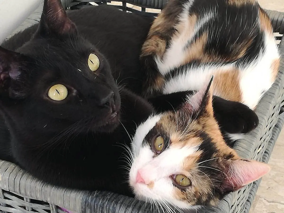 Vuoi adottare un gatto a Milano?