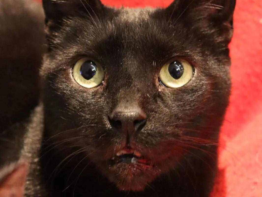 Adotta un gatto, maschio, 5 anni e 4 mesi, Milano