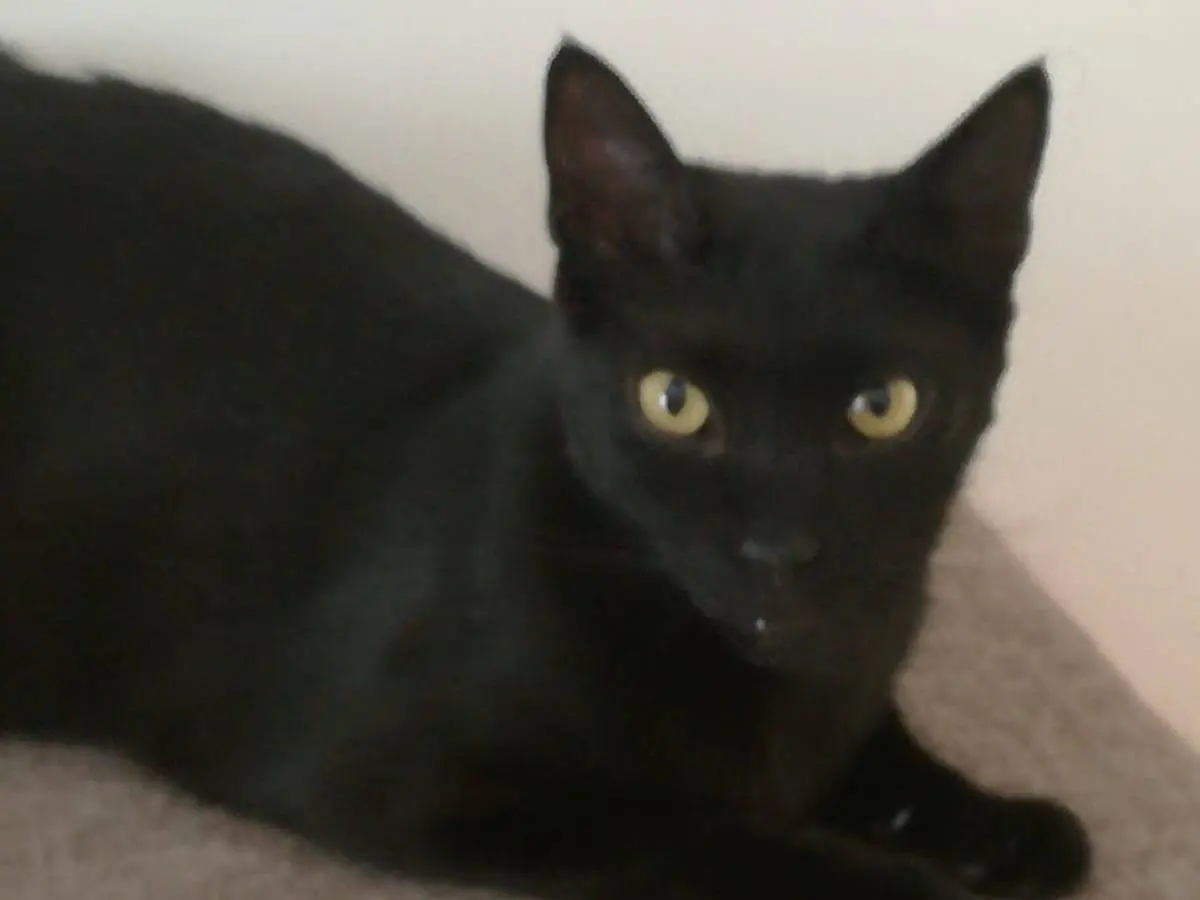 Adozione gatto, maschio, Razza sconosciuta Razza sconosciuta, 5 anni e 4 mesi, taglia non valida, Milano