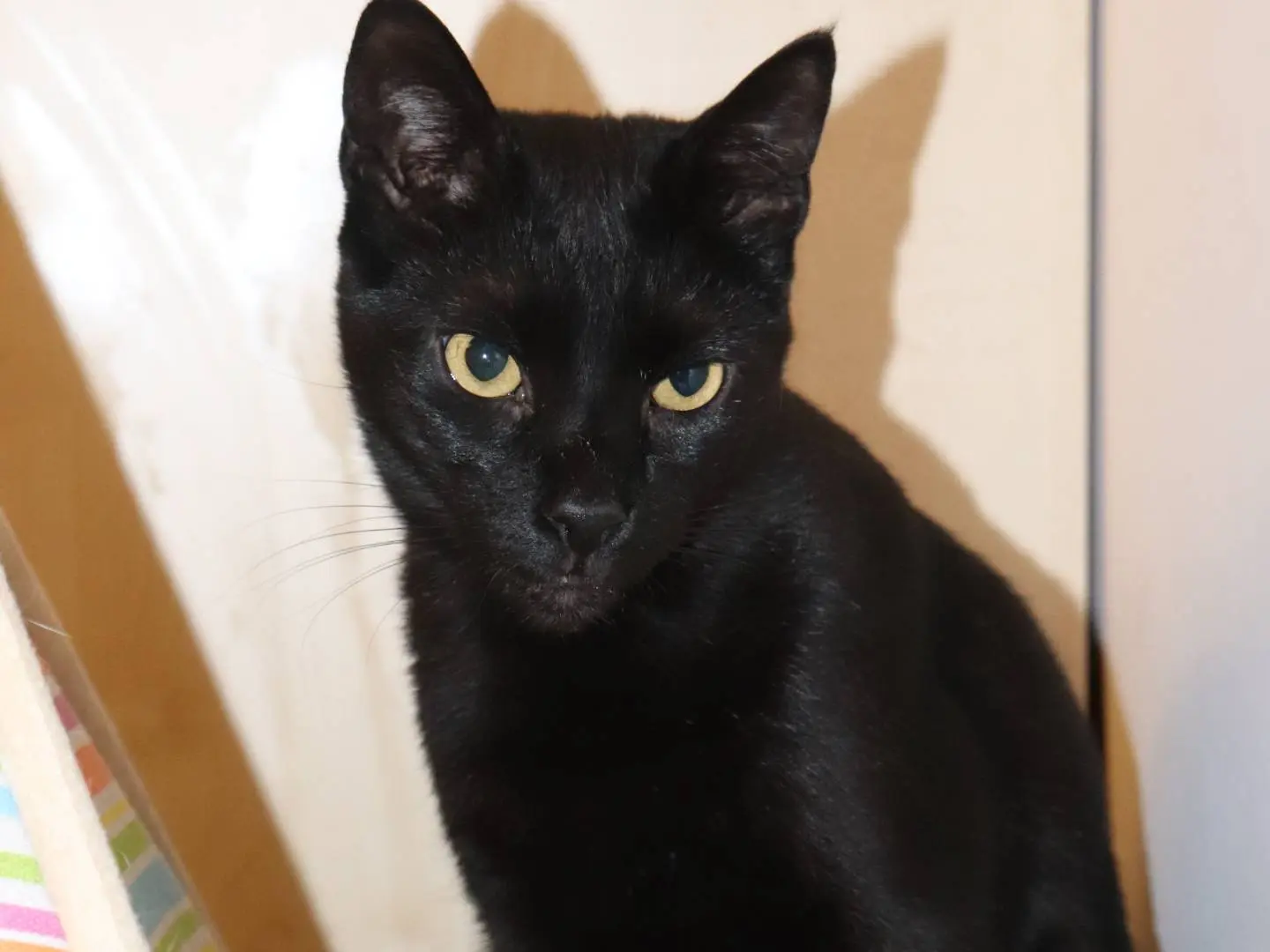 Adotta il gatto Geii a Milano