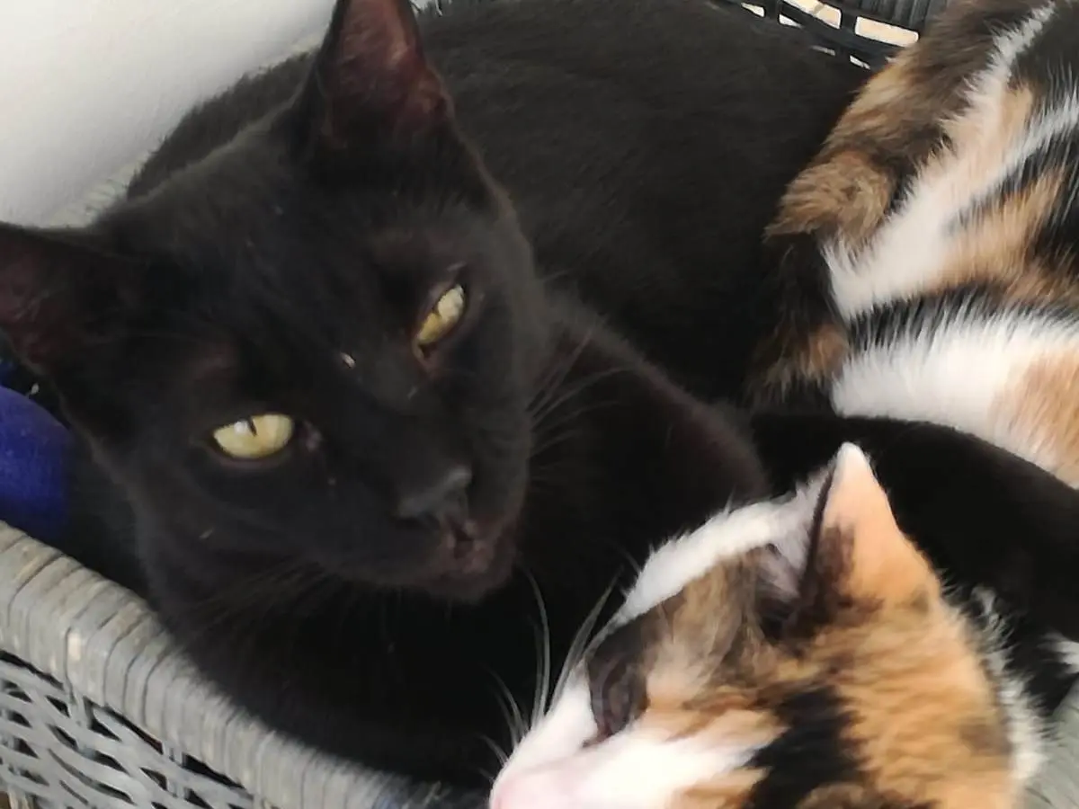 Adotta un gatto, taglia non valida, maschio, Milano