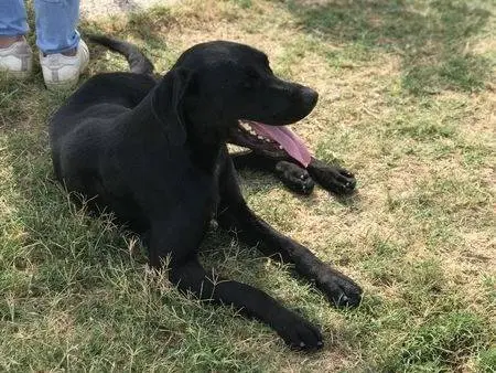 Adotta un cane, maschio, 4 anni e 9 mesi, Latina