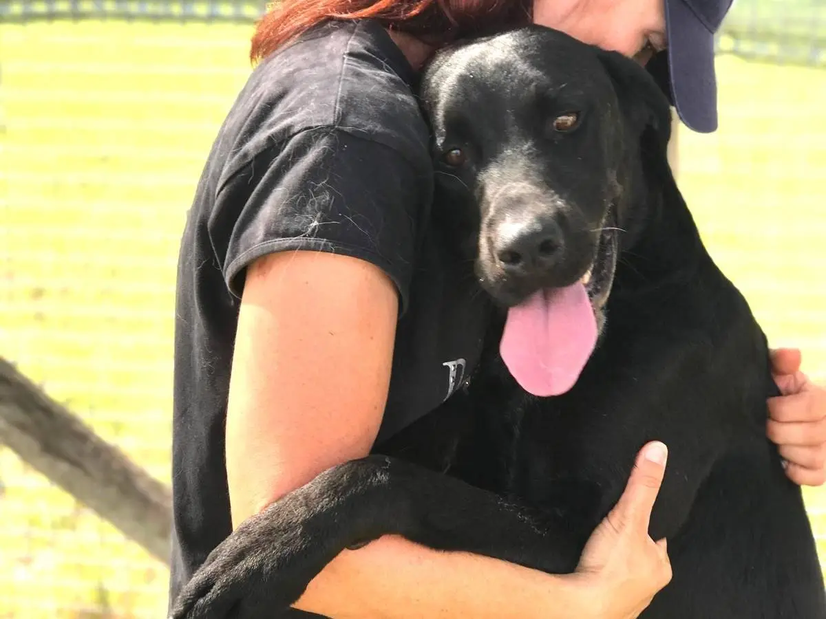 Adozione cane, maschio, Razza sconosciuta, 4 anni e 9 mesi, taglia grande, Latina