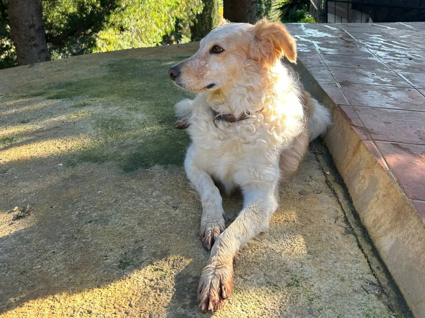 Adotta il cane Perla a Trapani